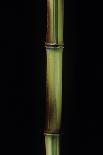 Phyllostachys Aureosulcata 'Spectabilis' (Showy Yellow Groove Bamboo)-Paul Starosta-Photographic Print