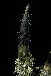 Extatosoma Tiaratum (Giant Prickly Stick Insect) - Particular Form-Paul Starosta-Photographic Print
