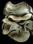 Pleurotus Ostreatus (Oyster Mushroom, Mock Oyster, Oyster Cap)-Paul Starosta-Photographic Print