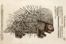1560 Conrad Gesner Crested Porcupine-Paul Stewart-Photographic Print