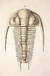 1846 Victorian Trilobite Paradoxides-Paul Stewart-Photographic Print