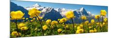 Photographic Print