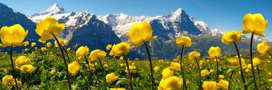 Photographic Print, , large