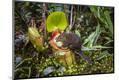 Photographic Print