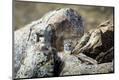 Photographic Print