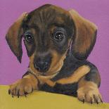 Mod Dogs-Paula Zimmermann-Giclee Print