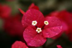 Extreme Close-Up On A Bougainvillea-PaulCowan-Mounted Photographic Print