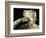 Pauline Borghese as Venus Victrix, 1805-1808-Antonio Canova-Framed Giclee Print