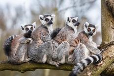 Lemur Family Sitting Together in Tree Trunk-PaulMaguire-Photographic Print