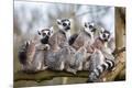 Photographic Print