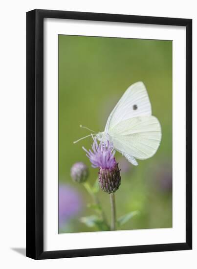 Pausing Flutter-Staffan Widstrand-Framed Giclee Print