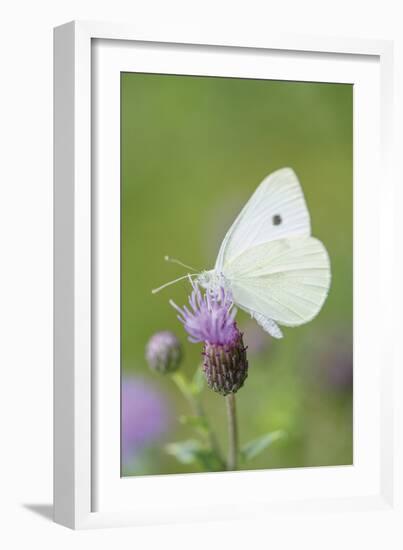 Pausing Flutter-Staffan Widstrand-Framed Giclee Print