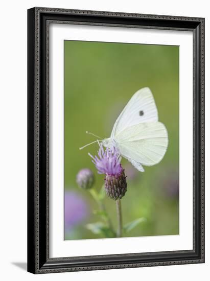 Pausing Flutter-Staffan Widstrand-Framed Giclee Print