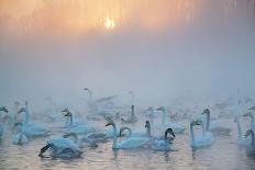 Swans Wintering Altai Krai Siberia Russia-Pavel Filatov-Framed Photographic Print