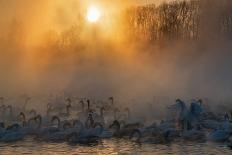 Swans Wintering Altai Krai Siberia Russia-Pavel Filatov-Photographic Print