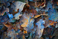 Frozen Oak Leafs - Abstract Natural Background-pavel klimenko-Photographic Print