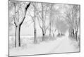 Photographic Print
