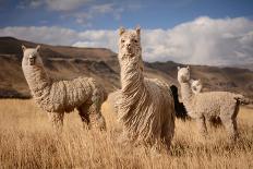 Llamas (Alpaca) in Andes Mountains, Peru, South America-Pavel Svoboda Photography-Framed Premier Image Canvas