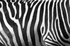 Photo Of A Zebra Texture Black And White-Pavelmidi-Framed Photographic Print