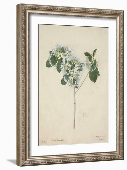 Pavetta Indica Linn, 1800-10-null-Framed Giclee Print