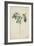 Pavetta Indica Linn, 1800-10-null-Framed Giclee Print