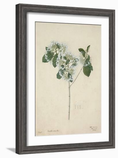 Pavetta Indica Linn, 1800-10-null-Framed Giclee Print