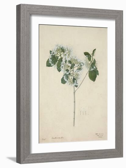 Pavetta Indica Linn, 1800-10-null-Framed Giclee Print