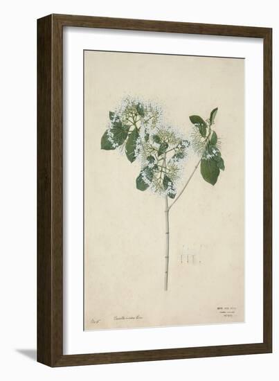 Pavetta Indica Linn, 1800-10-null-Framed Giclee Print