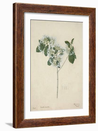 Pavetta Indica Linn, 1800-10-null-Framed Giclee Print