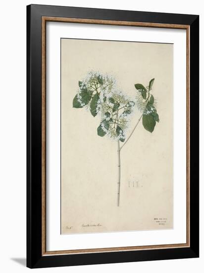 Pavetta Indica Linn, 1800-10-null-Framed Giclee Print