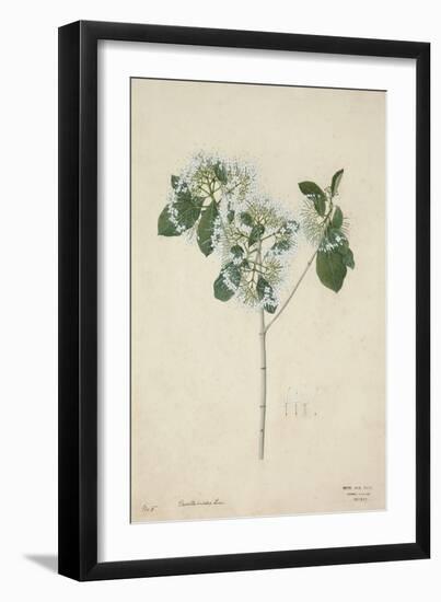 Pavetta Indica Linn, 1800-10-null-Framed Giclee Print