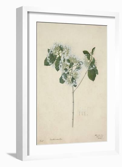 Pavetta Indica Linn, 1800-10-null-Framed Giclee Print