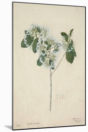 Pavetta Indica Linn, 1800-10-null-Mounted Giclee Print