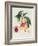 Pavie De Pompone, Engraved by Bouquet-Pierre Antoine Poiteau-Framed Giclee Print