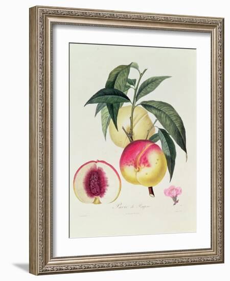 Pavie De Pompone, Engraved by Bouquet-Pierre Antoine Poiteau-Framed Giclee Print