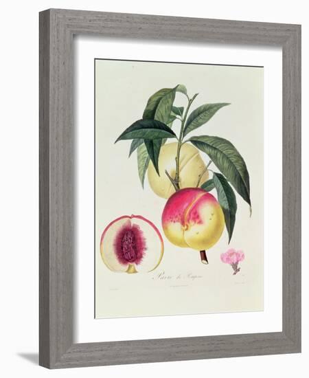 Pavie De Pompone, Engraved by Bouquet-Pierre Antoine Poiteau-Framed Giclee Print