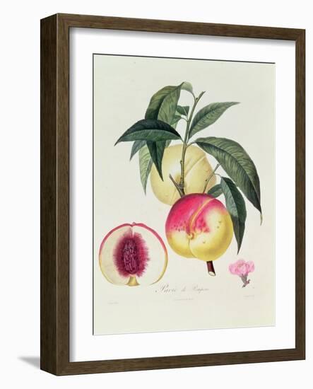 Pavie De Pompone, Engraved by Bouquet-Pierre Antoine Poiteau-Framed Giclee Print