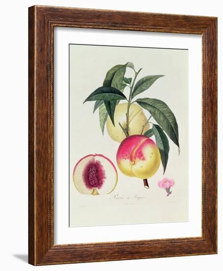 Pavie De Pompone, Engraved by Bouquet-Pierre Antoine Poiteau-Framed Giclee Print