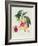 Pavie De Pompone, Engraved by Bouquet-Pierre Antoine Poiteau-Framed Giclee Print