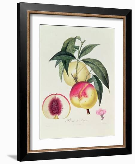 Pavie De Pompone, Engraved by Bouquet-Pierre Antoine Poiteau-Framed Giclee Print