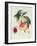 Pavie De Pompone, Engraved by Bouquet-Pierre Antoine Poiteau-Framed Giclee Print