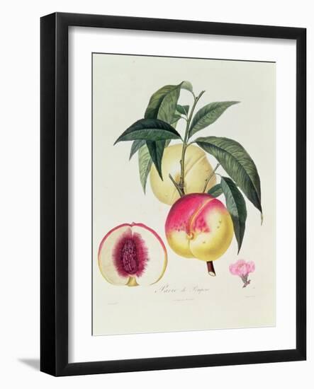 Pavie De Pompone, Engraved by Bouquet-Pierre Antoine Poiteau-Framed Giclee Print