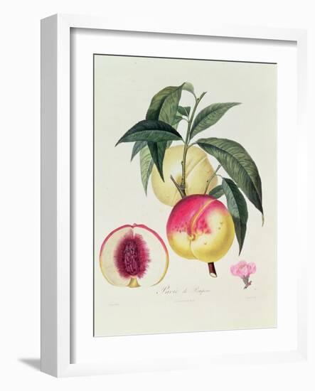 Pavie De Pompone, Engraved by Bouquet-Pierre Antoine Poiteau-Framed Giclee Print