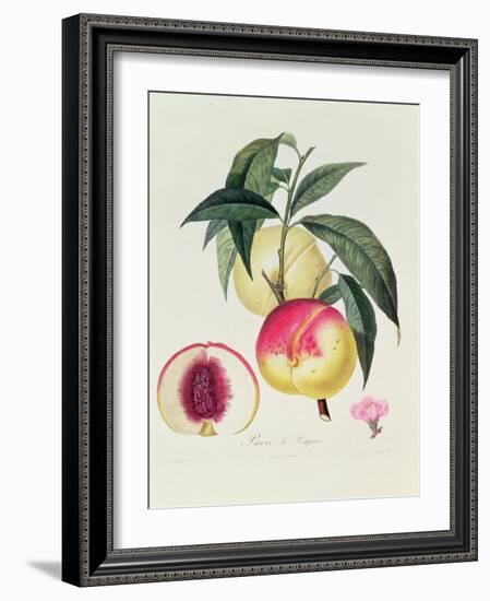 Pavie De Pompone, Engraved by Bouquet-Pierre Antoine Poiteau-Framed Giclee Print