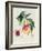 Pavie De Pompone, Engraved by Bouquet-Pierre Antoine Poiteau-Framed Giclee Print