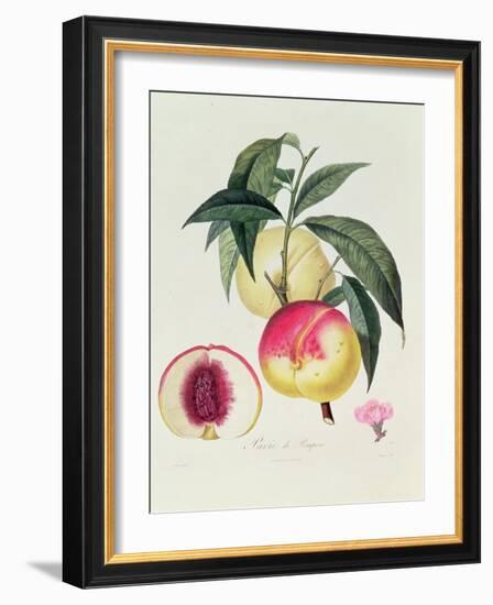 Pavie De Pompone, Engraved by Bouquet-Pierre Antoine Poiteau-Framed Giclee Print