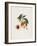 Pavie De Pompone. (Peaches), from Traite Des Arbres Fruitiers, 1807-1835-Pierre Antoine Poiteau-Framed Giclee Print