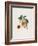 Pavie De Pompone. (Peaches), from Traite Des Arbres Fruitiers, 1807-1835-Pierre Antoine Poiteau-Framed Giclee Print