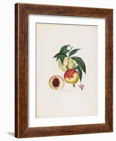 Pavie De Pompone. (Peaches), from Traite Des Arbres Fruitiers, 1807-1835-Pierre Antoine Poiteau-Framed Giclee Print