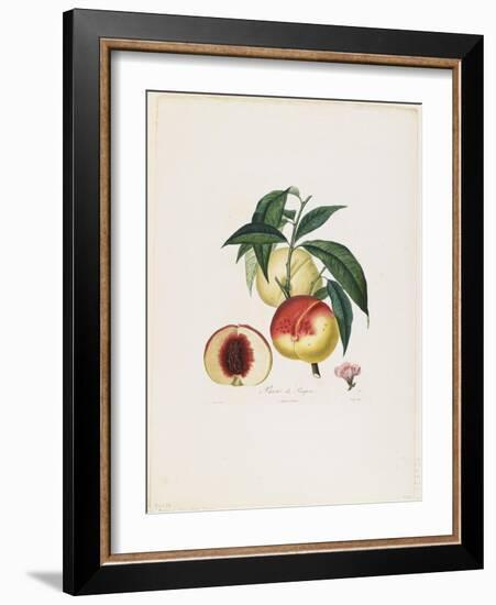 Pavie De Pompone. (Peaches), from Traite Des Arbres Fruitiers, 1807-1835-Pierre Antoine Poiteau-Framed Giclee Print